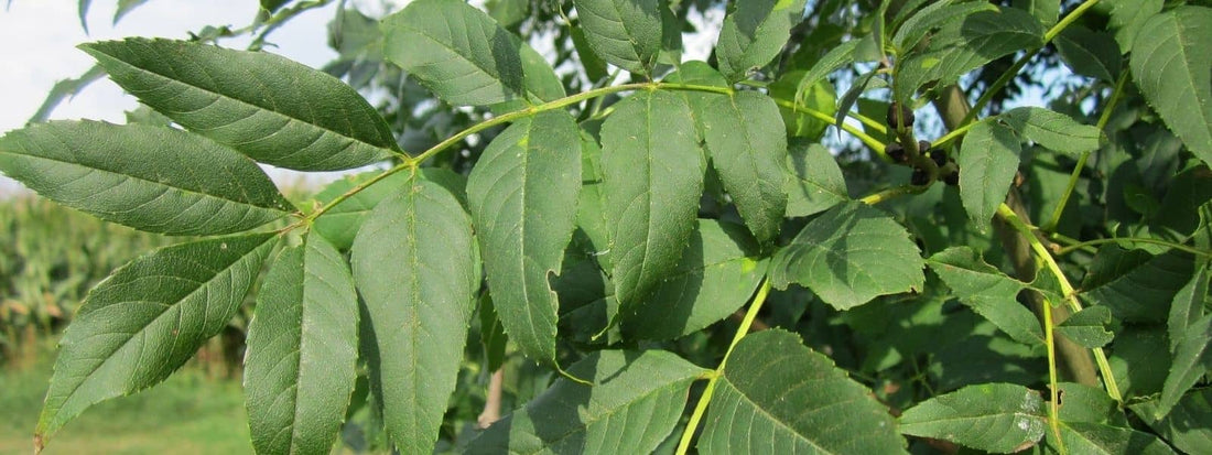 Oléacées Galerie photo de frêne commun fraxinus excelsior