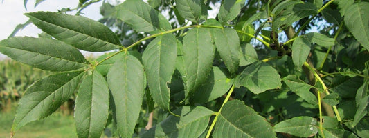 Oléacées Galerie photo de frêne commun fraxinus excelsior