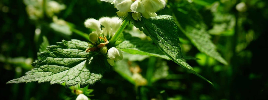 Galerie photo de lamier blanc avec fleurs