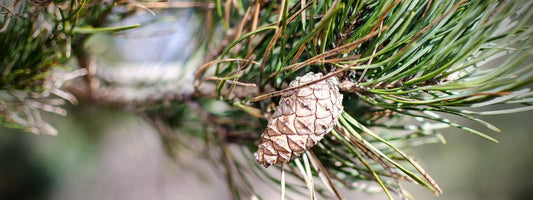 Galerie photo de pin sylvestre