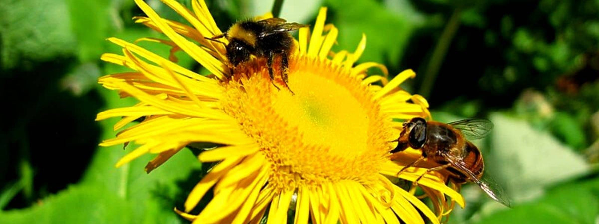 Grande Aunée inula helenium