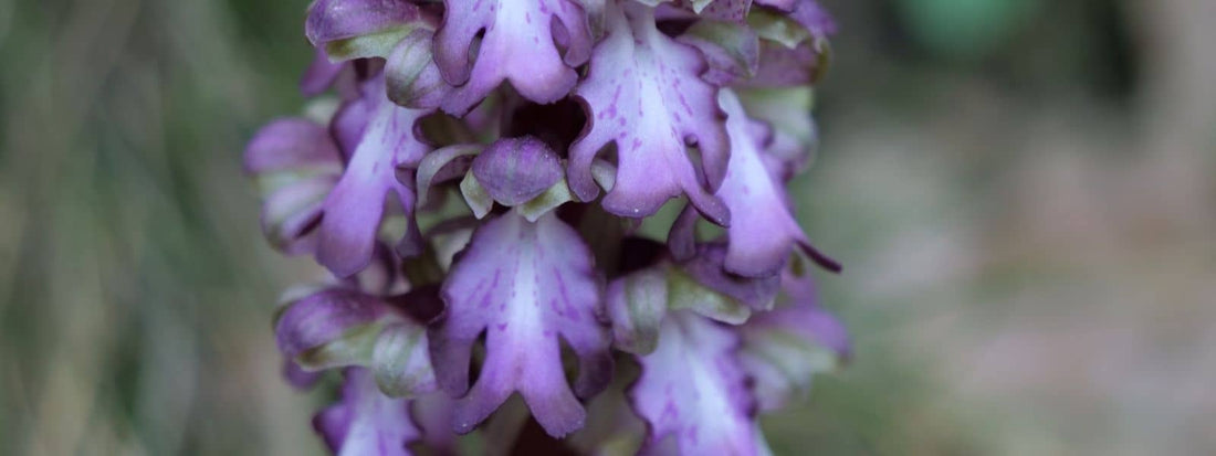 Himantoglossum robertianum Orphis géant en fleur