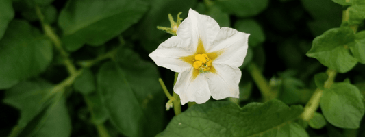 Hyoscyamine substance toxique chez les Solanacées