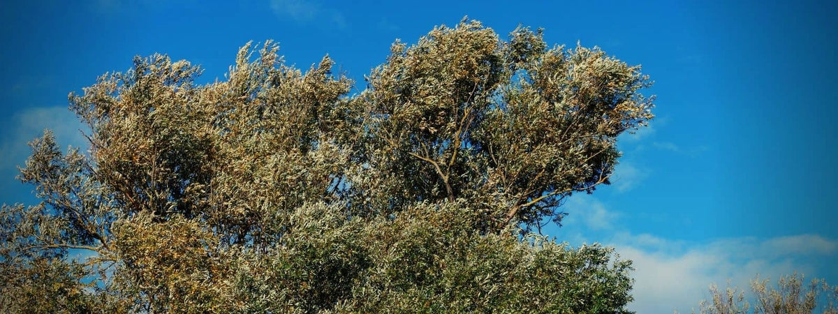infusion d'écorce de Saule Blanc