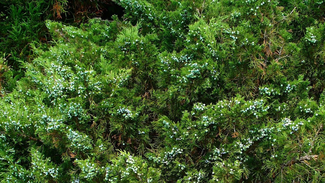 Juniperus sabin genévrier Sabine espèce de genévrier rare 