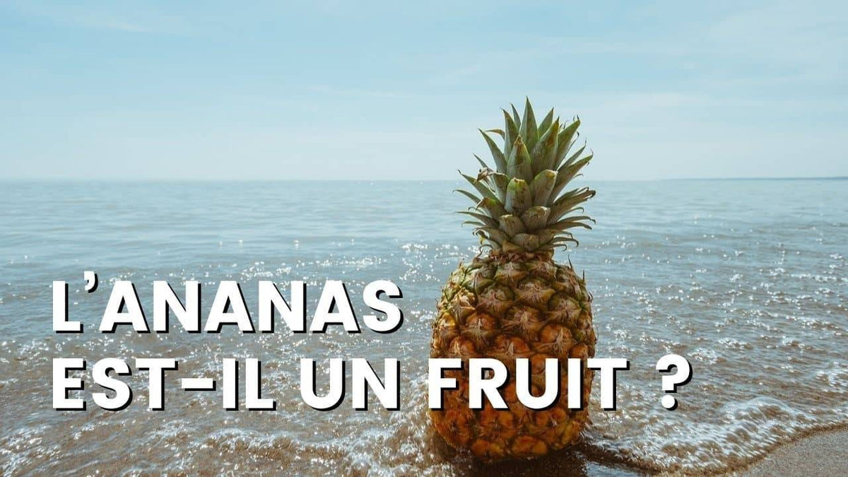 L’ANANAS EST IL UN FRUIT ?