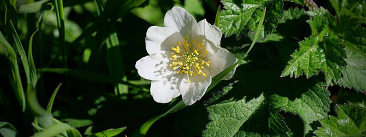 L'Anémone sylvie, Anémone des bois Anemone nemorosa