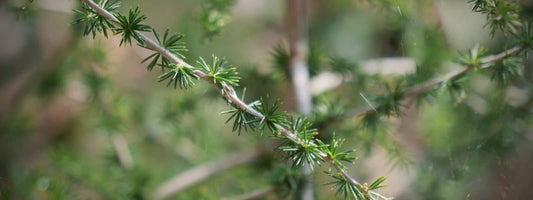 L'Asperge Sauvage - Asparagus acutifolius plante suavage comestible