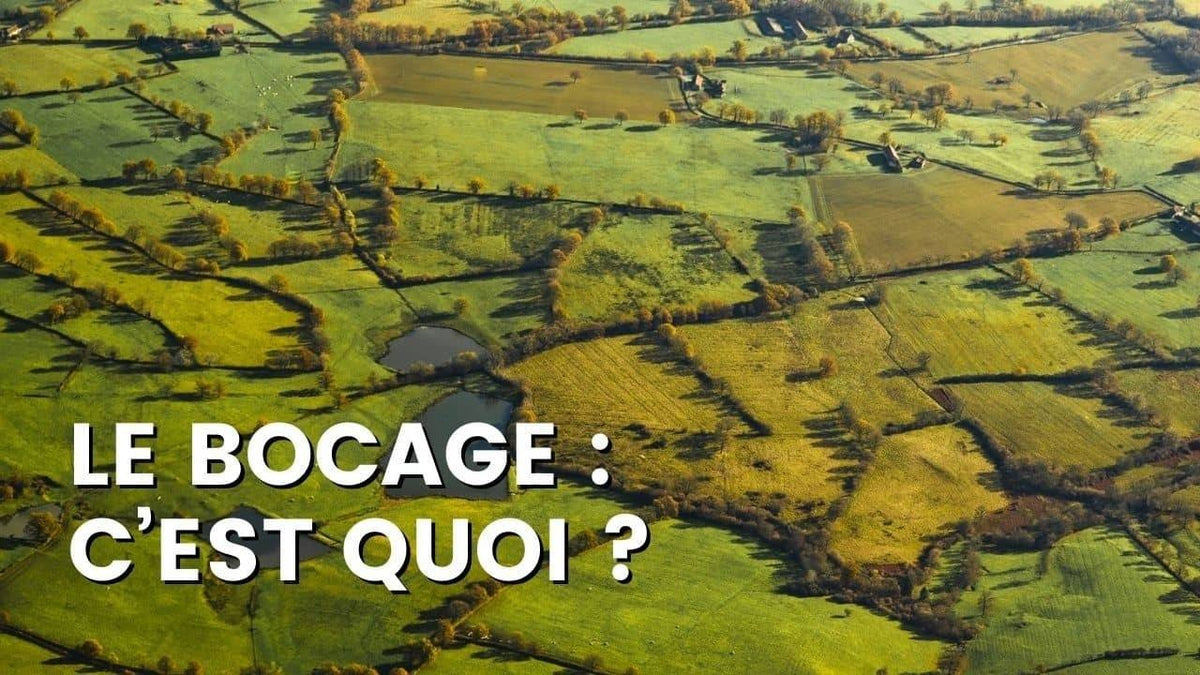 LE BOCAGE (HAIE BOCAGÈRE) : C’EST QUOI ?