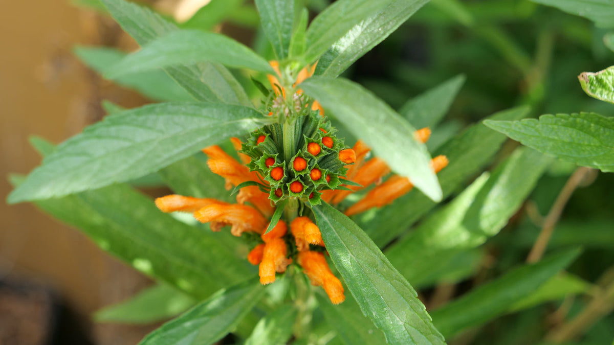 Comment semer des graines de Queue de Lion(Leonotis leonurus) ?