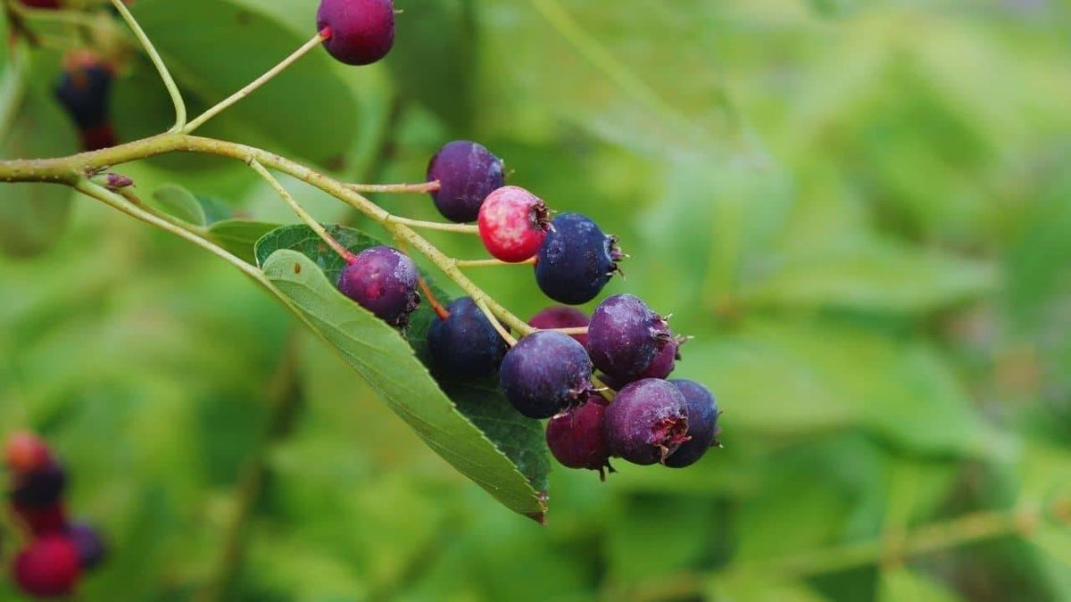LES ARBRES FRUITIERS RARES ET INSOLITES