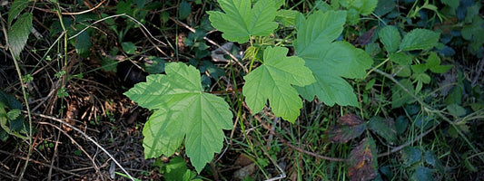 La différentre entre érable champêtre et érable sycomore comment les identifier facilement
