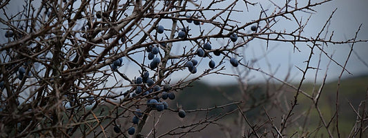 La prunelle, comestible ou pas représentée par des fruits du prunellier sauvage