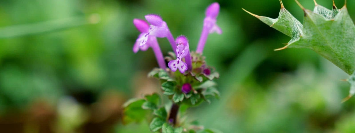 Lamier Amplexicaule Lamium amplexicaule confusion reconnaissance utilisation et habitat