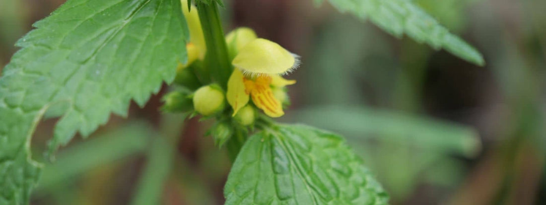 Lamier Jaune Lamium galeobdolon
