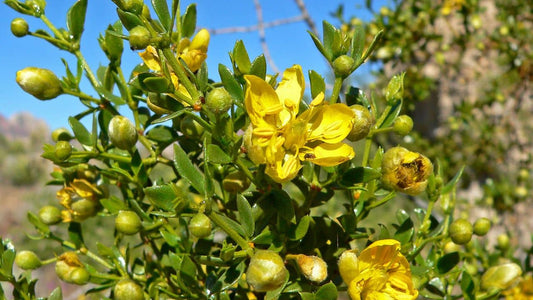 Larrea tridentata créosotier culture semis rusticité entretien plantes rares de désert