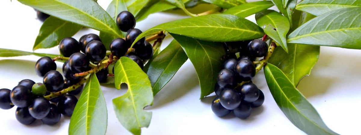 Laurier Cerise comestible, pas toujours toxique. Mais attention à comment on le consomme