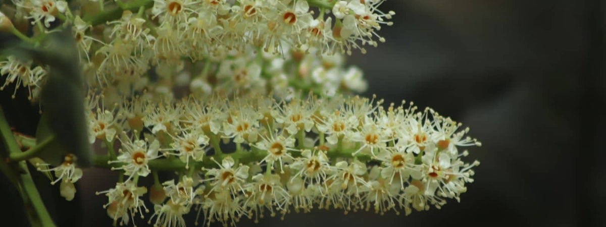 Laurier Palme Toxique ou comestible, que pouvons nous manger dans le Laurier Palme ?
