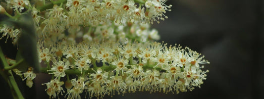 Laurier Palme Toxique ou comestible, que pouvons nous manger dans le Laurier Palme ?