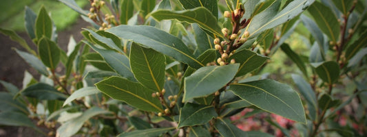 Laurier Sauce frais toxique risques pour la santé toxicité