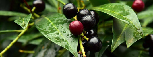 Laurier du Caucase laurier cerise laurier des haies prunus laurocerasus