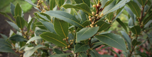 Laurier sauce Laurus nobilis le reconnaître, l'utiliser, confusion, utilisation