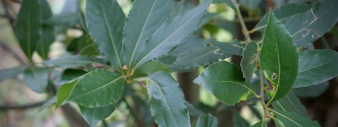 Laurier sauce toxique ou non savoir quelle est la toxicité de laurus nobilis