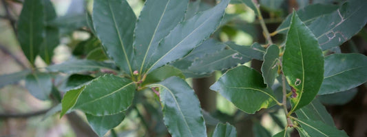 Laurier sauce toxique ou non savoir quelle est la toxicité de laurus nobilis