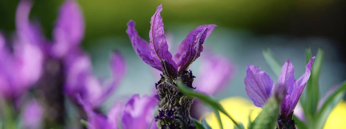 Lavandula stoechas Lavande papillon