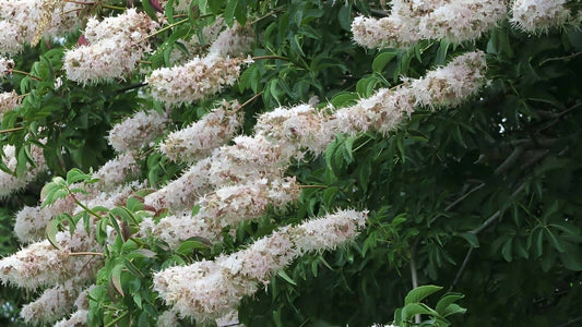 Le marronnier de californie aesculus californica une des rares espèces d'Aesculus à résister au sec
