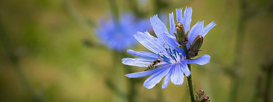 Bienfait de la chicorée. Un article présetnant les bienfaits des chicorées sauvages sur notre santé. Il est représenté par une fleur de chicorée à fleurs bleues