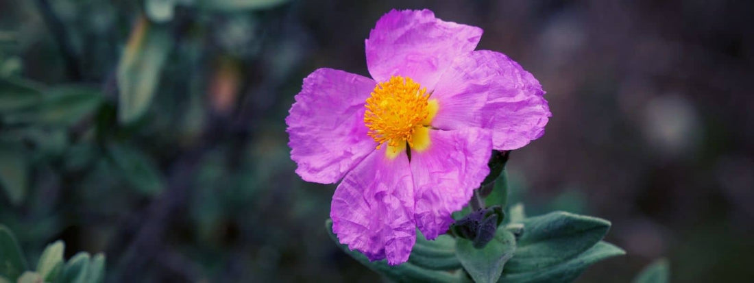 Les Cistes cistus espèces et description