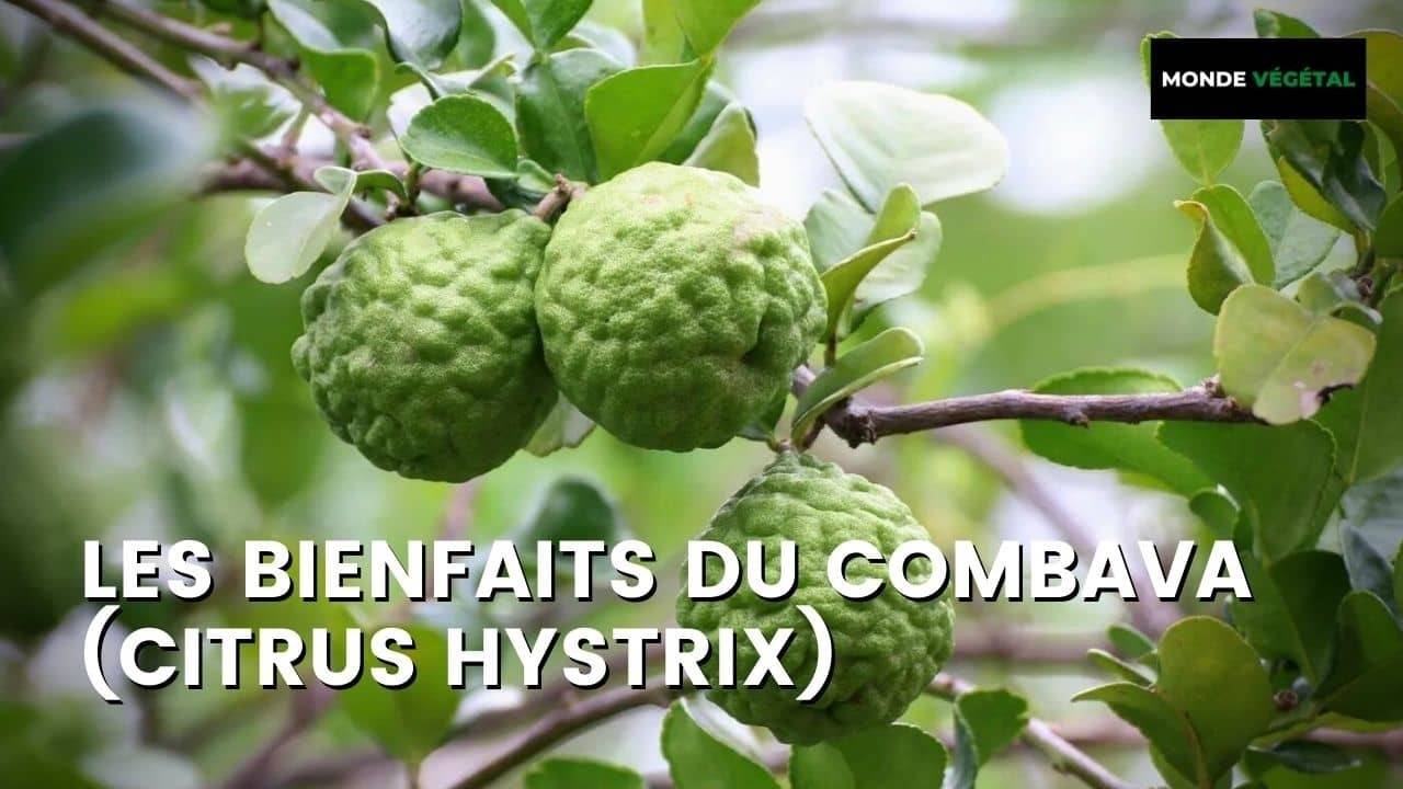 Combava COMBAVA bienfaits d'un agrume médicinal insolite - Monde Végétal