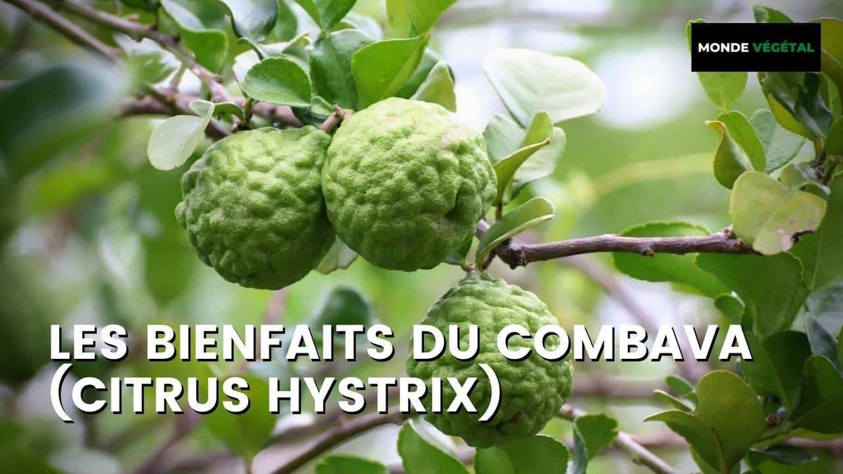 LES BIENFAITS DU COMBAVA : un agrume insolite médicial