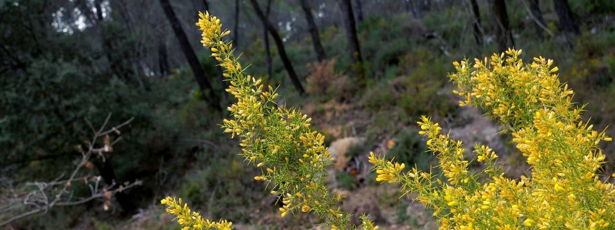 Les différentes espèces d'Ajoncs - Ulex