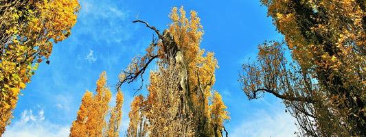 Les différentes espèces de peupliers de France