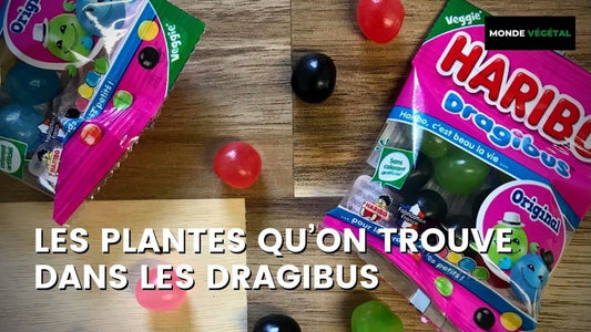 INGRÉDIENTS DES DRAGIBUS : QUELLES PLANTES DANS LES DRAGIBUS ?