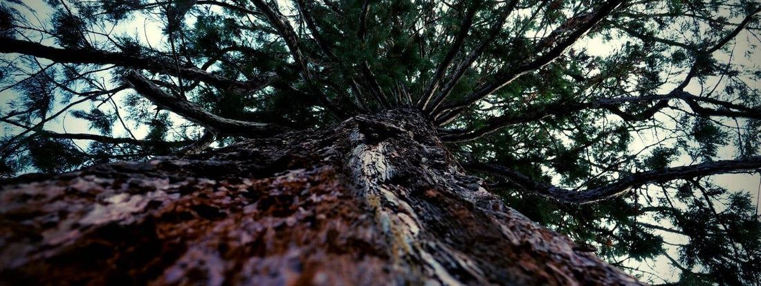 Les différentes espèces de séquoias Séquoia Géant, Séquoia à feuilles d'If Métaséquoias Calodères et Thuyas