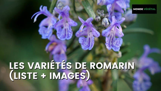 LES VARIÉTÉS DE ROMARIN (LISTE + IMAGES)