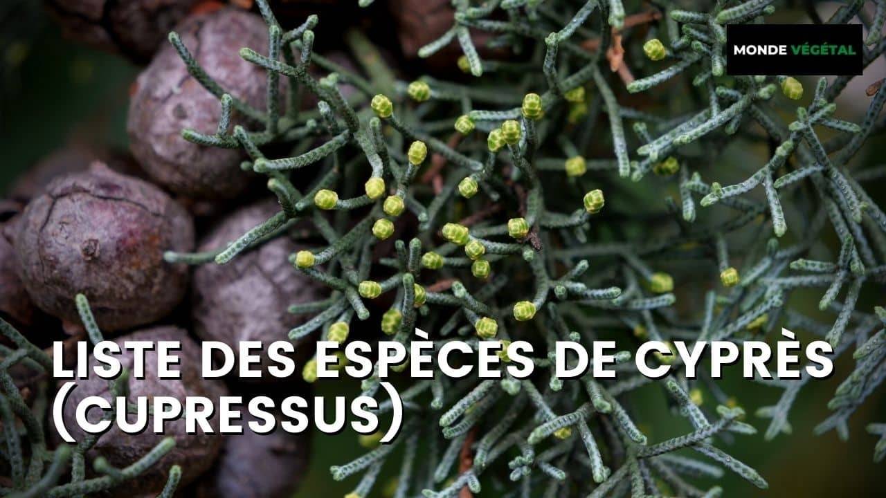 LISTE DE TOUTES LES ESP CES DE CYPR S Cupressus Monde V g tal liste-de-toutes-les-esp-ces-de-cypr-s-cupressus-monde-v-g-tal