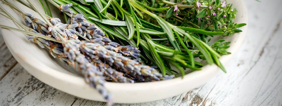 Liste des plantes aromatiques médicinales parfumées lavande thym romarin sauge persil ciboulette