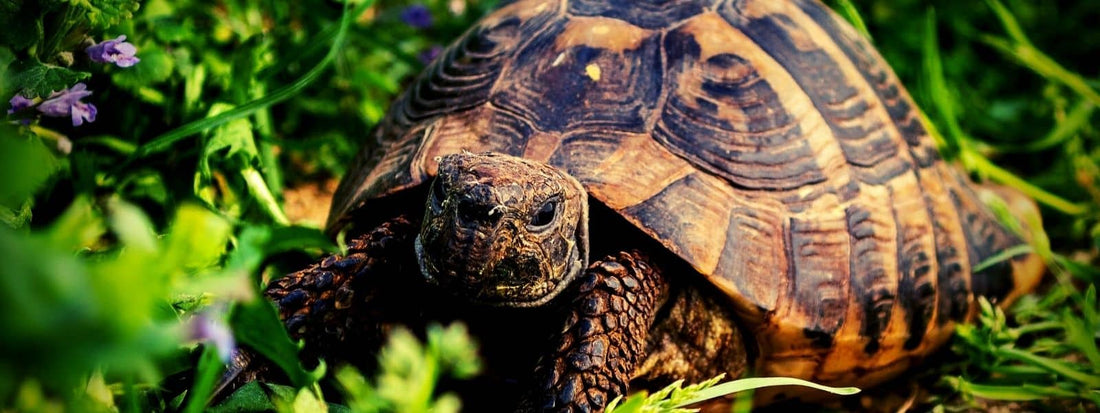 Liste des plantes toxiques pour tortues hermann les fleurs dangereuses pour nos reptiles