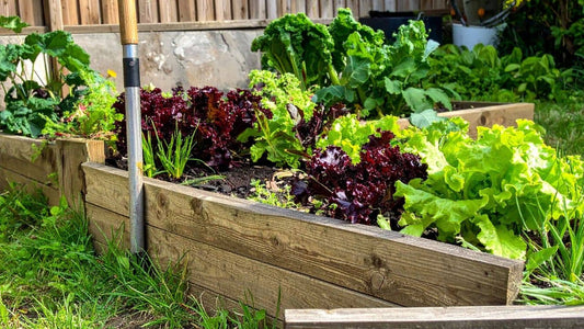 Liste des plantes qui aiment la cendre de bois au potager