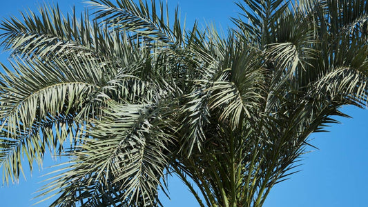 Maladies et ravageurs du Phoenix roebelenii  comment les reconnaître et les traiter naturellement avec monde vegetal