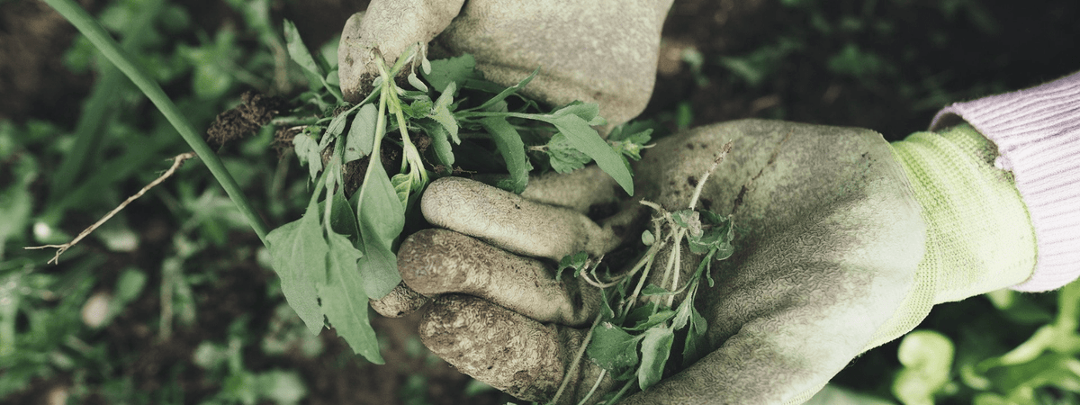Mauvaises herbes comestibles des jardins