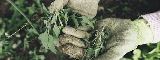 Mauvaises herbes comestibles des jardins