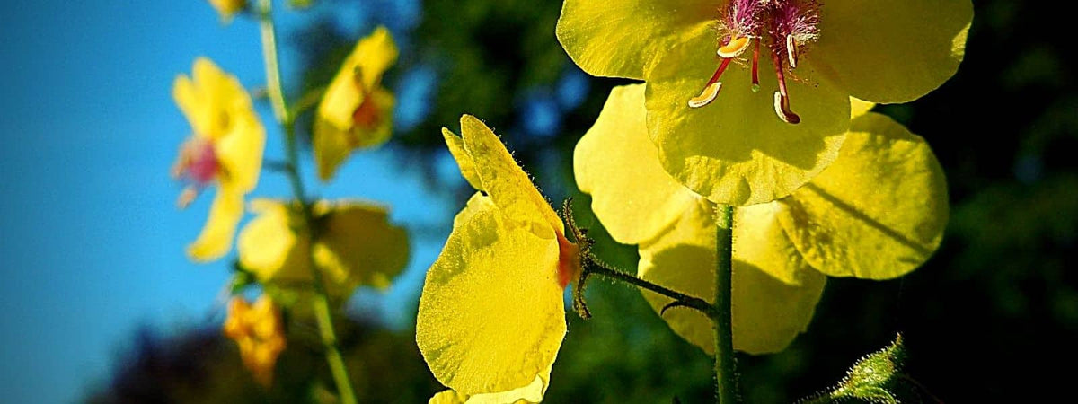 Molène Blattaire Verbascum blattaria présentation utilisation reconnaissance identification