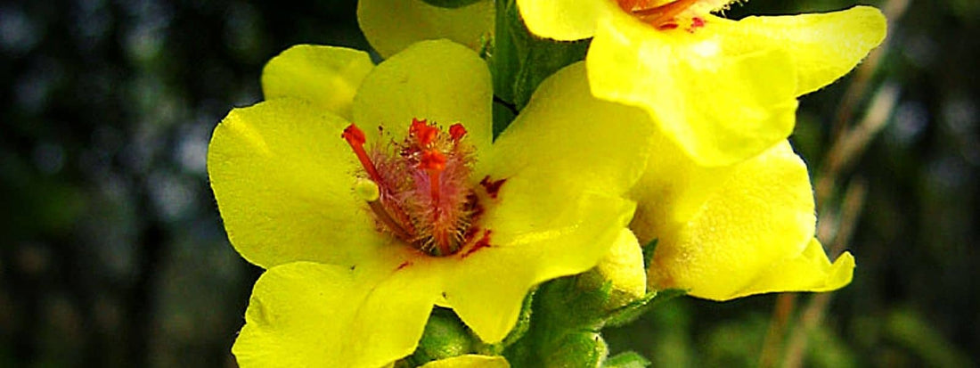 Molène Noire utilisation et confusion