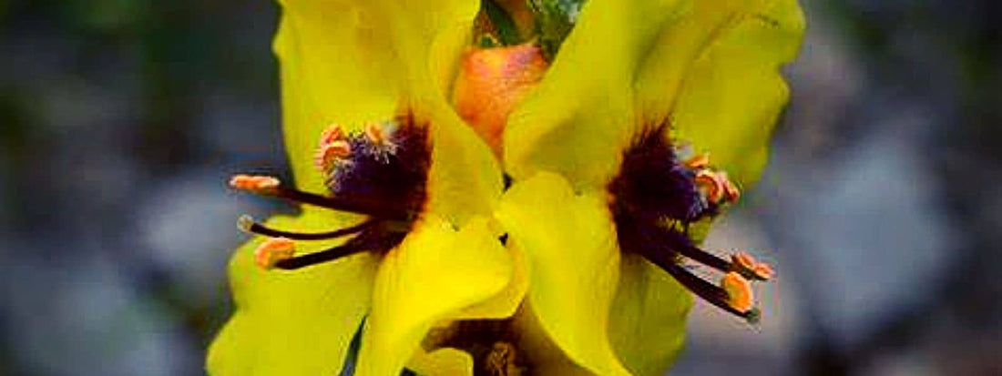 Molène de boeerhavii et ses fleurs jaunes Molène de BOERHAAVE ou encore Molène de mai