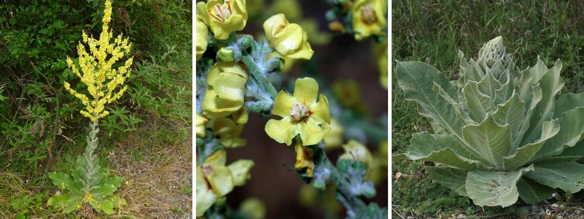 Molène floconneuse Verbascum pulverulentum Molène pulvérulante